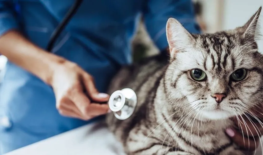 Применение аддитивных технологий в ветеринарии